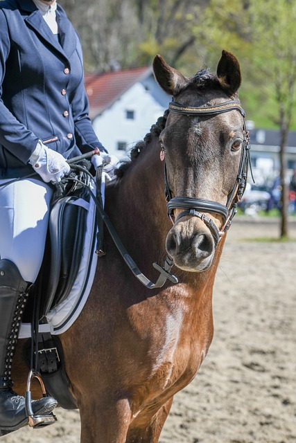 穆里尼奥的 穆里尼奥的