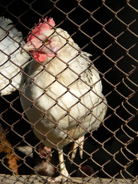 回顾比赛 回顾比赛